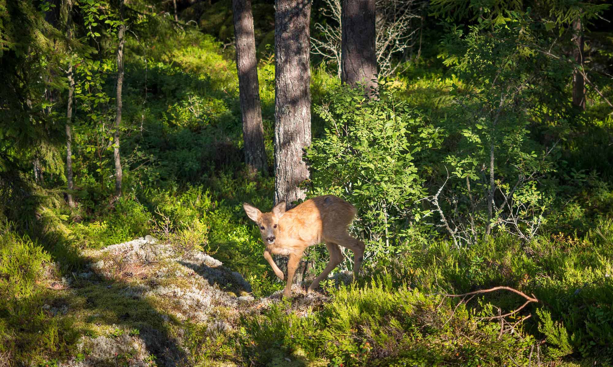 Roe deer in forest in Finland