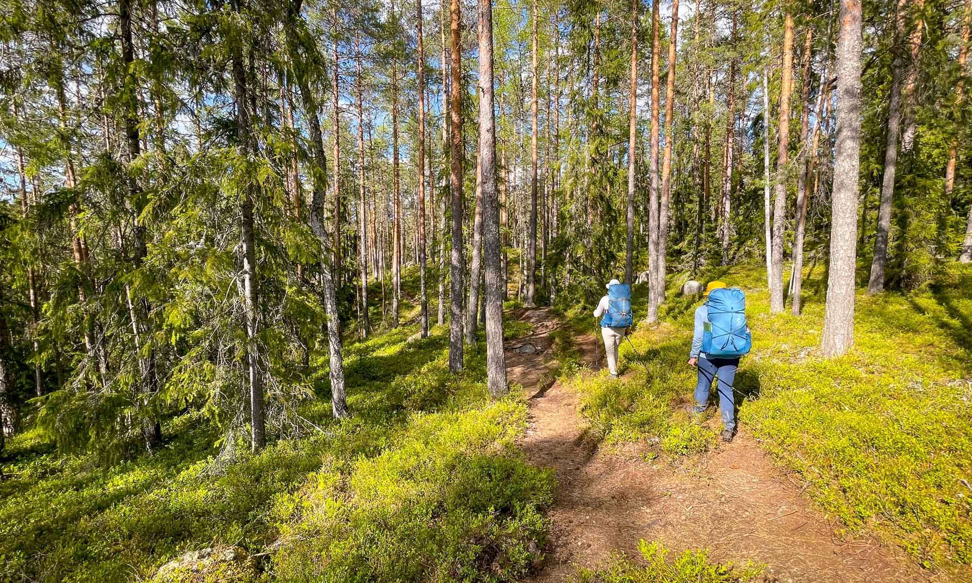 Guided hikes in Finland. Repovesi National Park in spring.