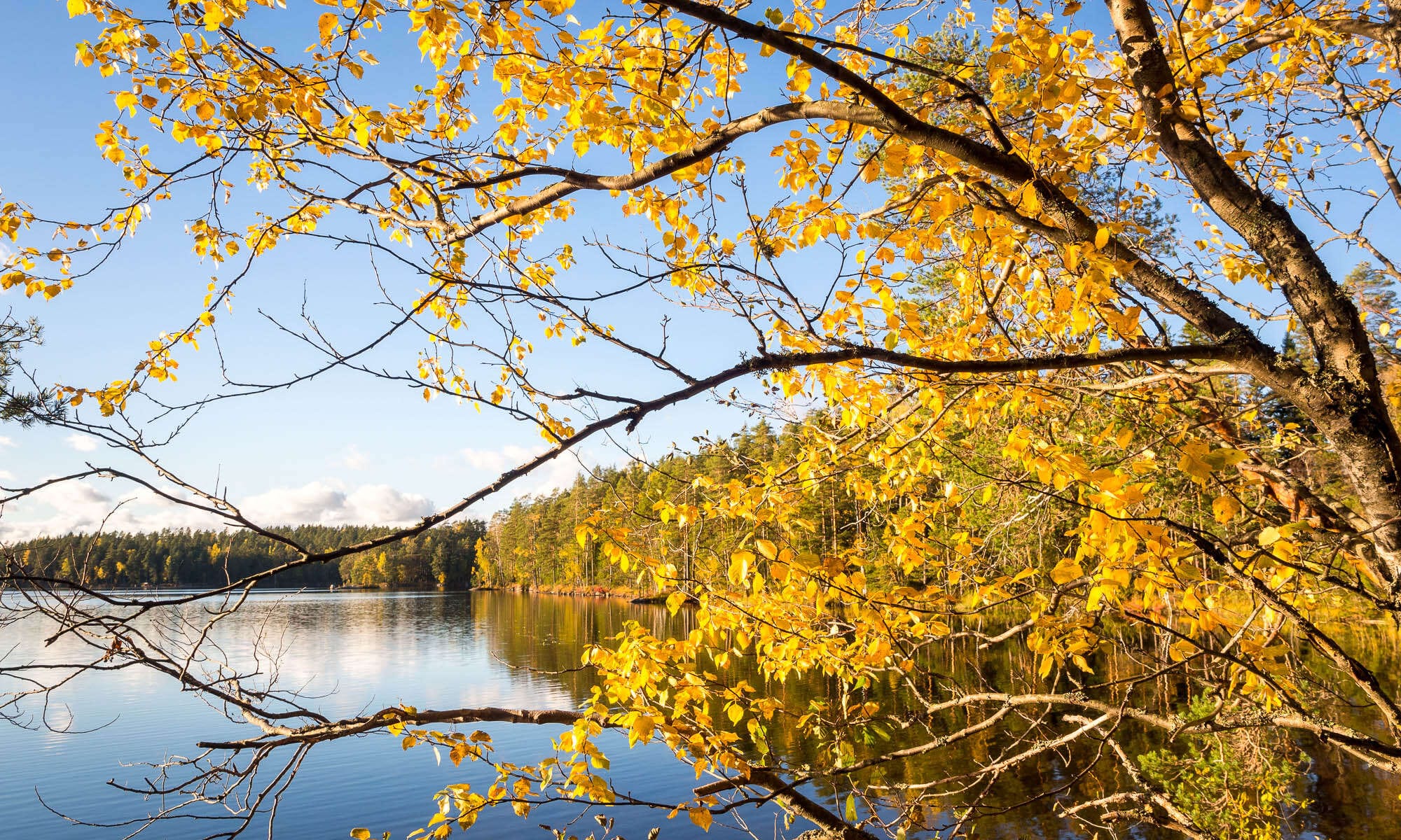 Nuuksio National Park in fall. We get spectacular fall colours here in Southern Finland as well! Nature near Helsinki, Finland.