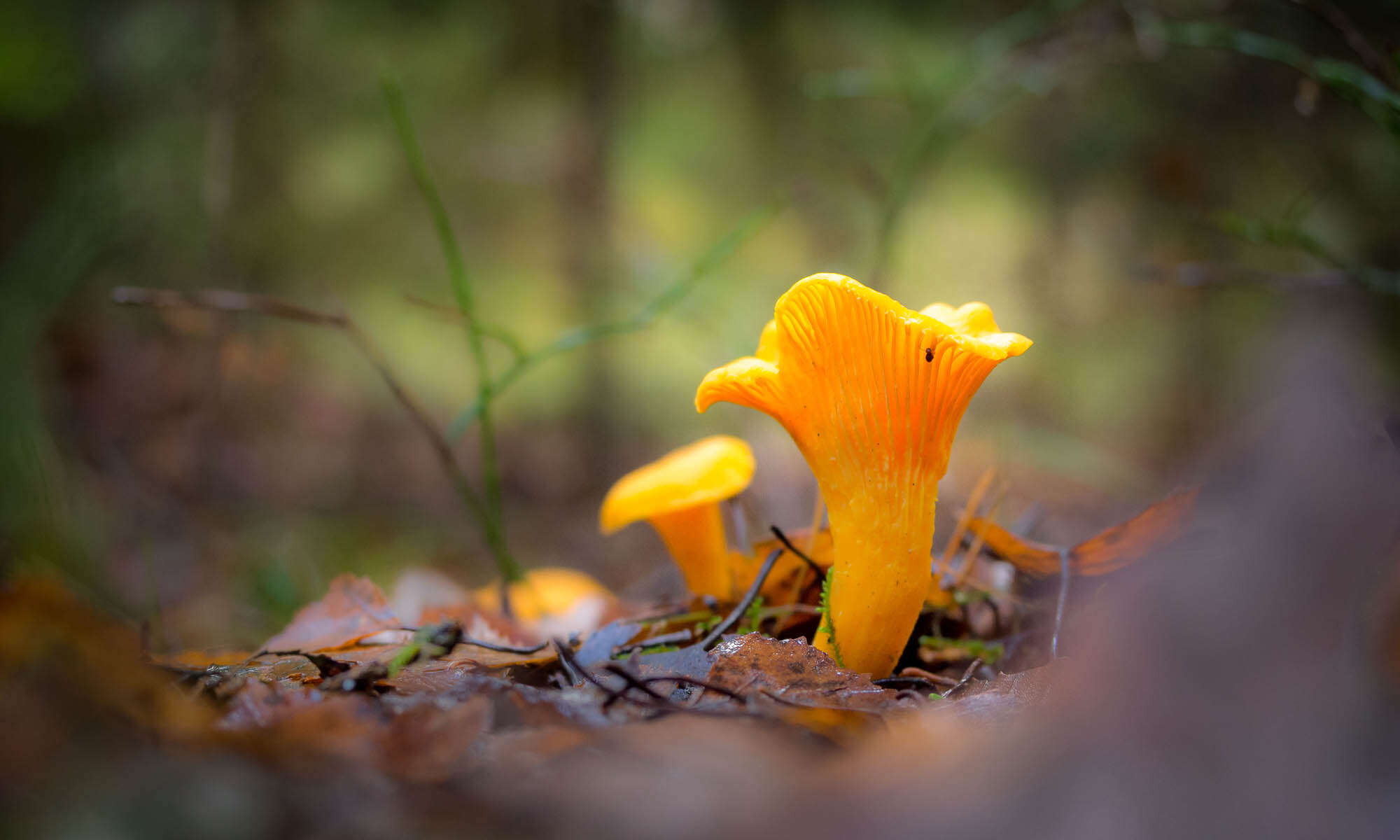 Nuuksio National Park in fall. Chanterelle, summer delicacies, popping up late in the fall. Nature near Helsinki, Finland.