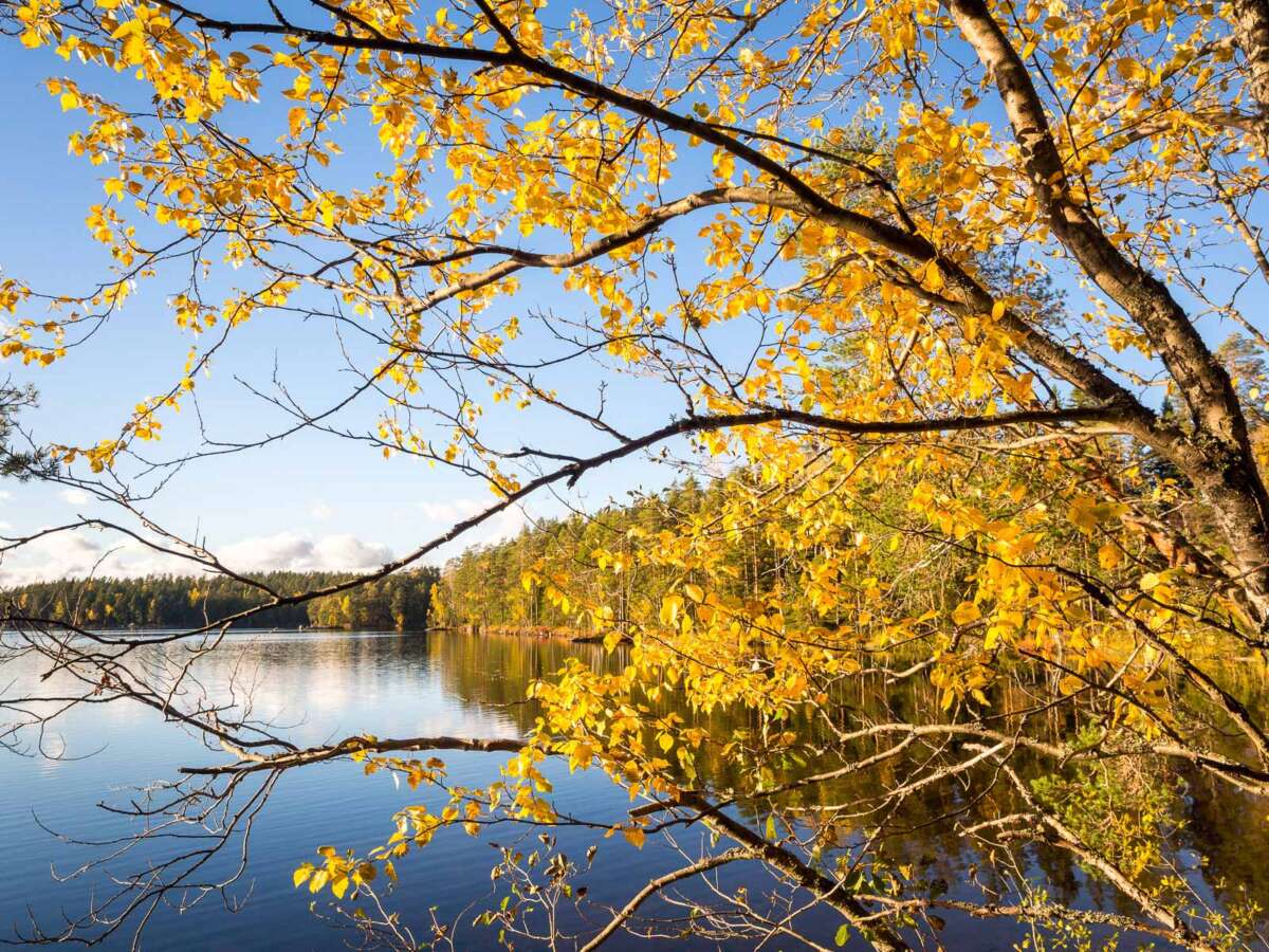 Nuuksio National Park in fall. We get spectacular fall colours here in Southern Finland as well! Nature near Helsinki, Finland.