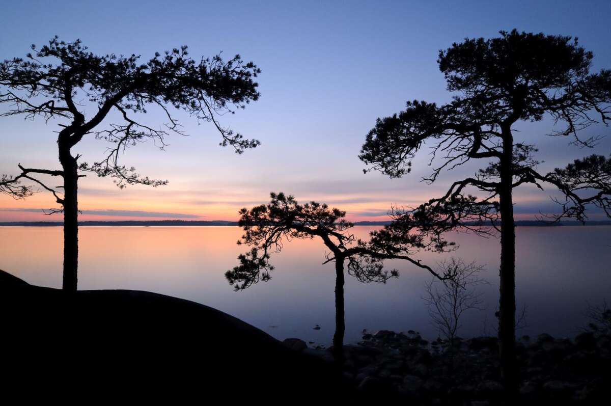 Coast of Baltic Sea around Helsinki in spring, in April. Pine trees on the coast. Finnish nature near Helsinki, Finland.
