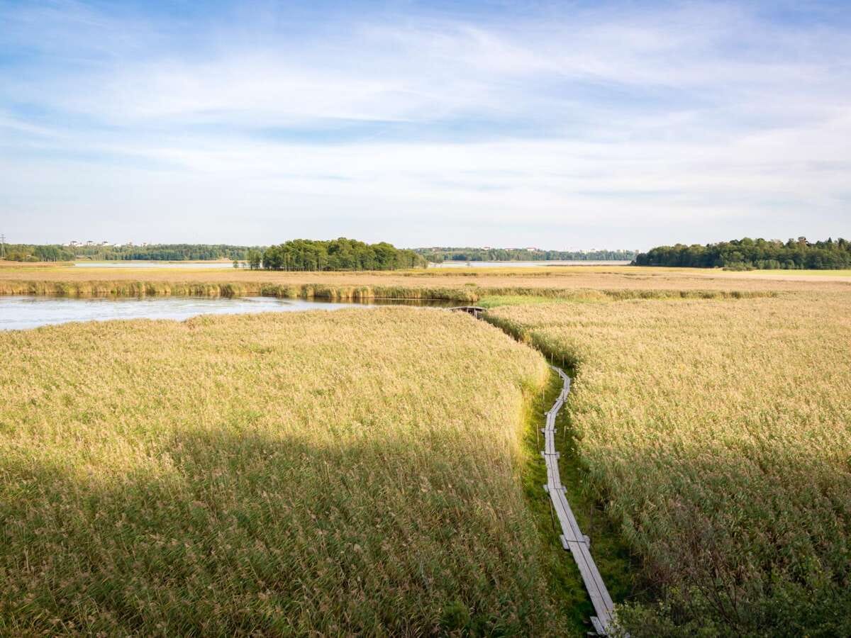 Nature park in Helsinki in summer, in August. Best parks for nature walks.