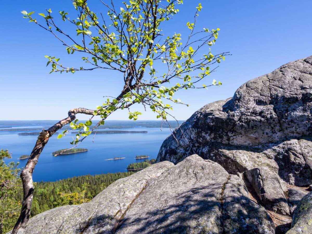 Kolin kansallispuisto ja Herajärven kierroksen vaeltaminen.