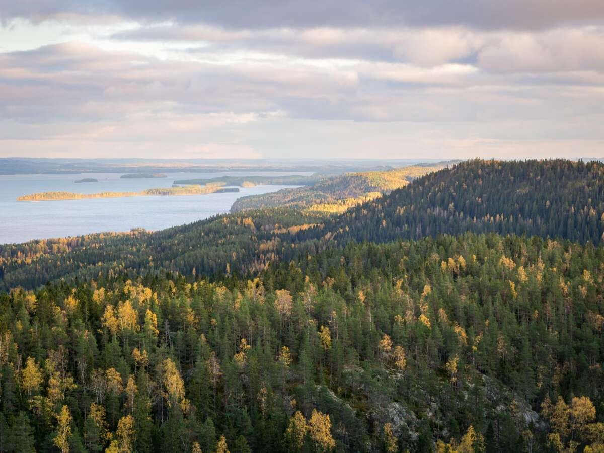 Suomen kansallismaisema vaellusmatkalla Kolin kansallispuistoon.