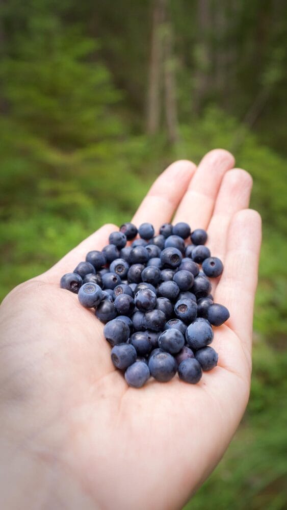 Palm full of wild blueberries