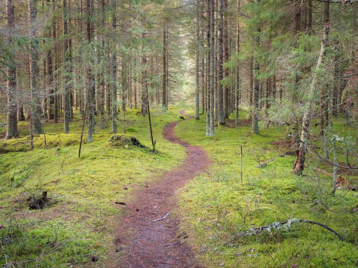 Nuuksio National Park in fall. Finnish forest on quiet autumn days in November. Nature near Helsinki, Finland.