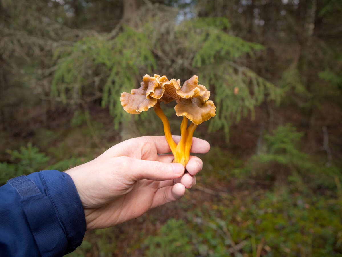 Nuuksio National Park in fall. Plenty of mushrooms (funnel chanterelle) for everyone! Nature near Helsinki, Finland.