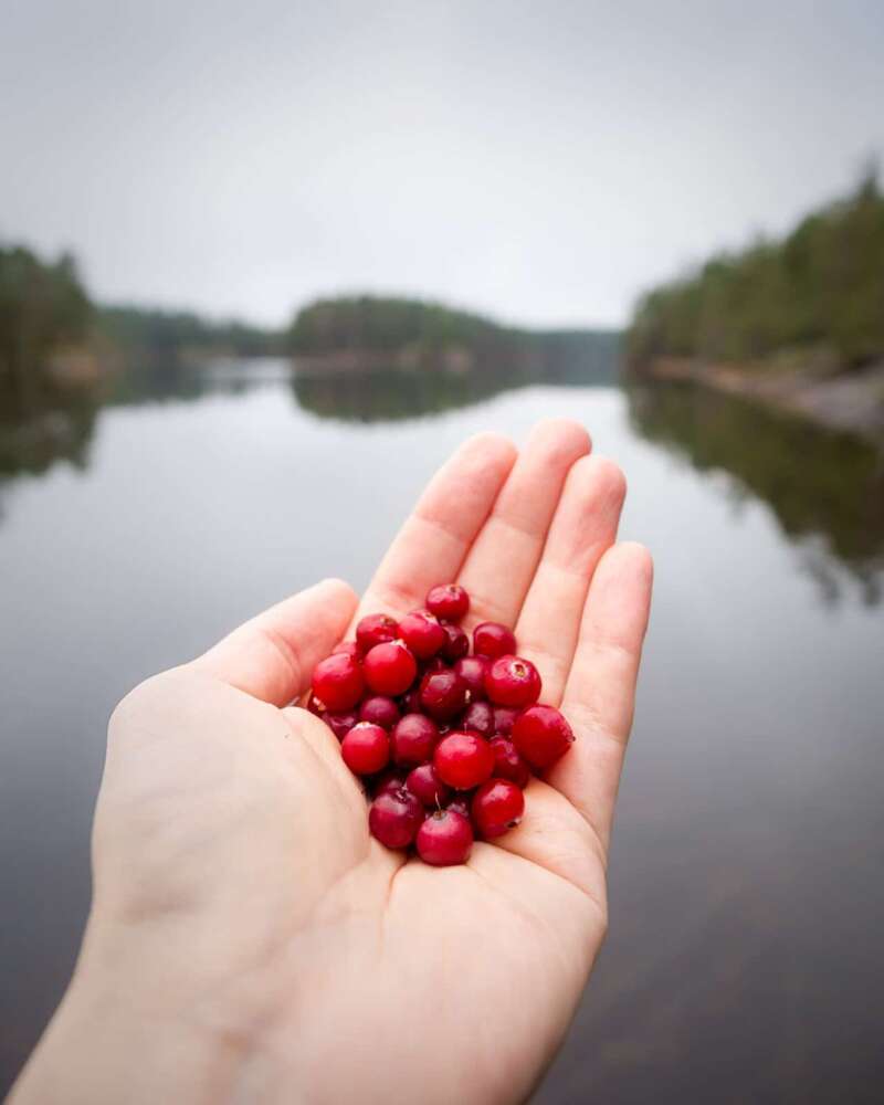 Nuuksio National Park in fall. Handful of wild cranberries straight from nature. Nature near Helsinki, Finland.