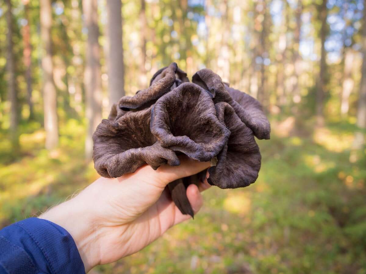 Nuuksio National Park in fall in September. Foraging horn of plenty mushrooms in fall.