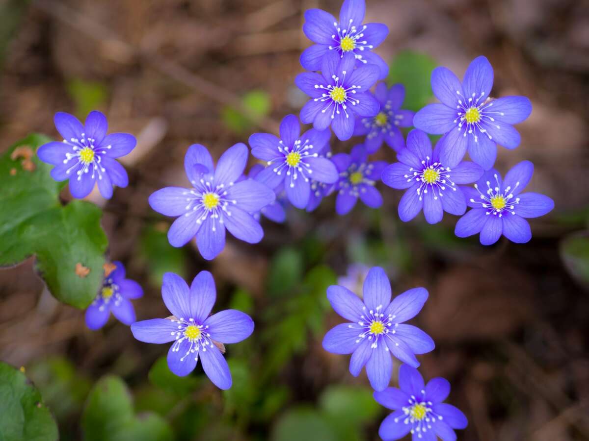 Nuuksio National Park in spring. One of the first flowers to bloom in April, the sinivuokko is a much anticipated sign of nature waking up to another summer. Nature near Helsinki, Finland.