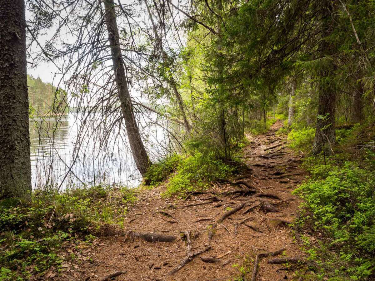 Nuuksio National Park in spring, in May. Walk right next to the lakes on quiet trails.