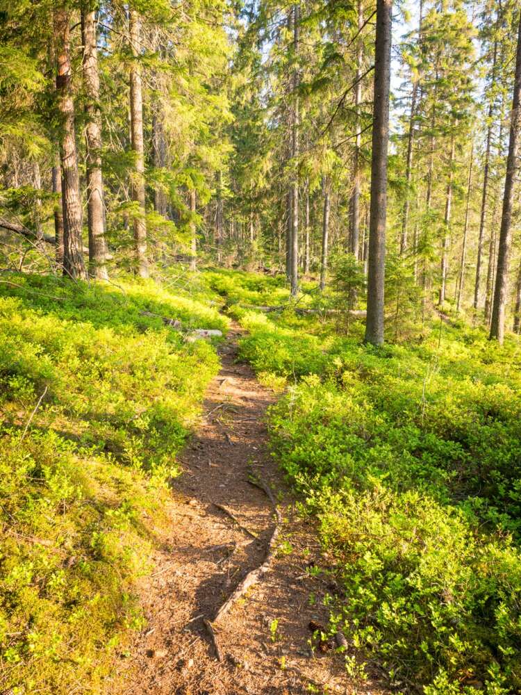 Nuuksio National Park in spring, in May. Trail through the forest. Finnish nature near Helsinki, Finland.