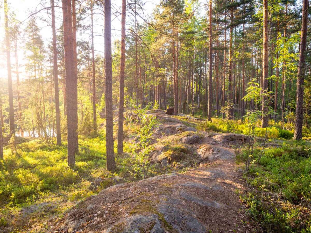 Nuuksio National Park in spring in May. Best trails where you can be alone. Nature near Helsinki, Finland.