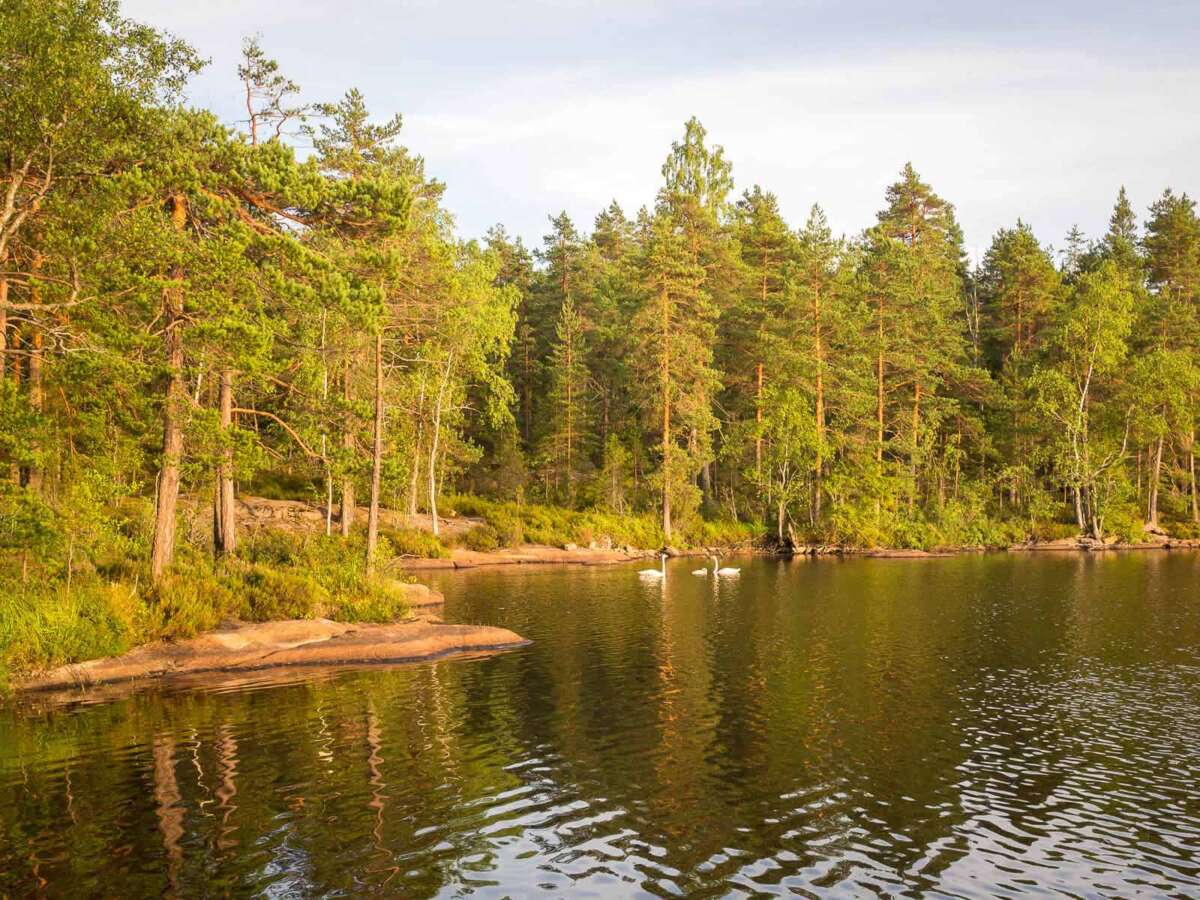 Nuuksio National Park in summer, in August. Finland's national bird, the whooper swan, with their baby.