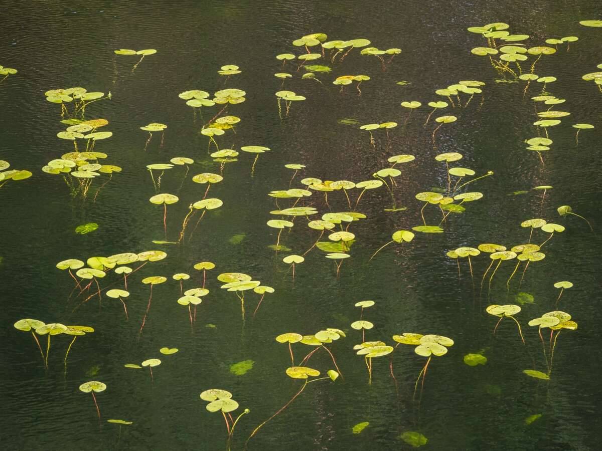 Nuuksio National Park in summer. Yellow water-lilies floating on a lake's surface in August. Nature near Helsinki, Finland.
