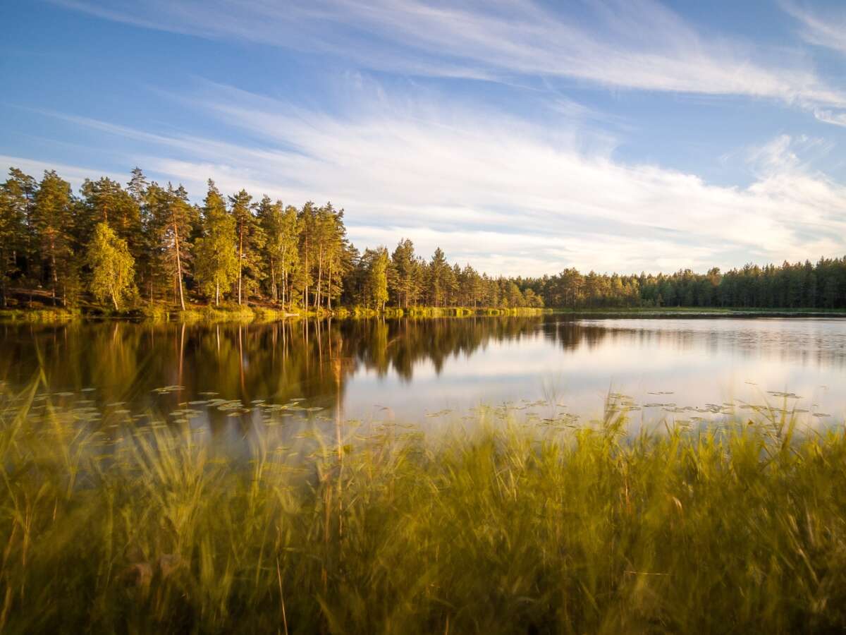 Nuuksio National Park in summer. A gentle wind moving reeds on a summer evening in July. Nature near Helsinki, Finland.
