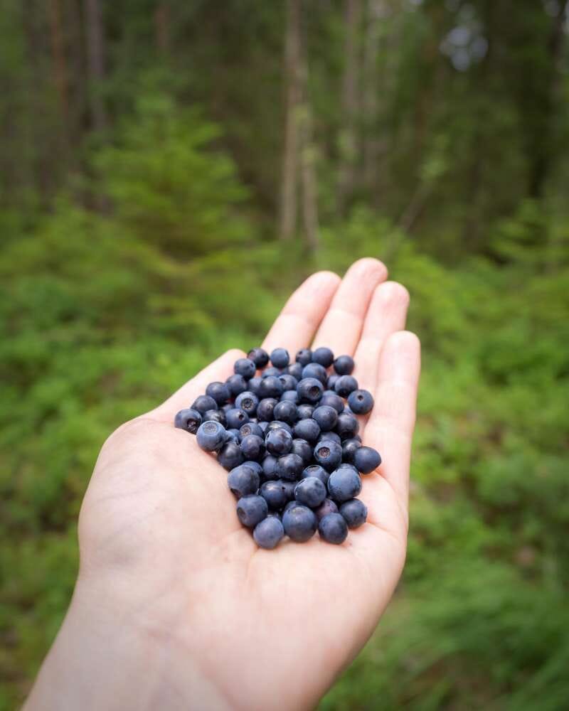 Nuuksio National Park in summer in July. Handful of wild blueberries, or actually bilberries. Nature near Helsinki, Finland.