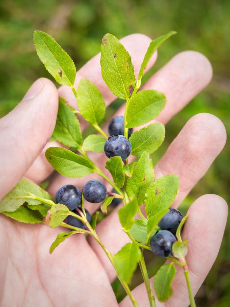 Nuuksio National Park in summer, in July. Wild blueberries, sweet and fresh. Finnish nature near Helsinki, Finland.