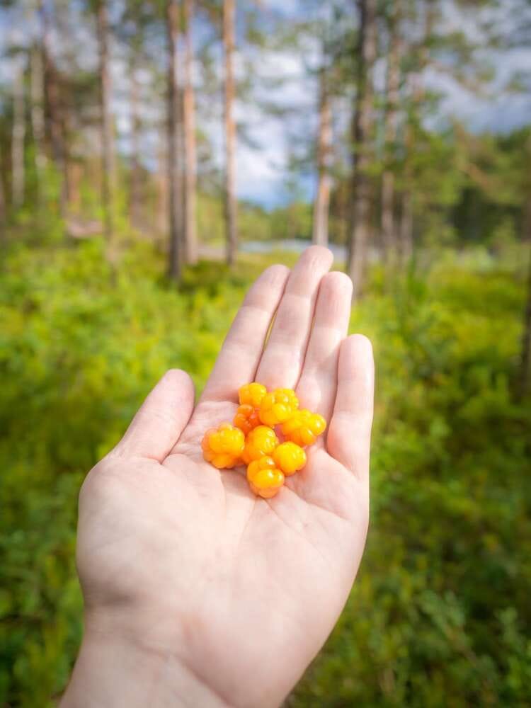 Nuuksio National Park in summer, in July. Something special here, cloudberry, the treasure of Lapland. So good. Finnish nature near Helsinki, Finland.