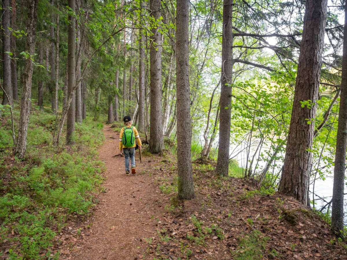 Nuuksio National Park in summer, in June. Take your children with you to the forest. Finland's nature near Helsinki, Finland.