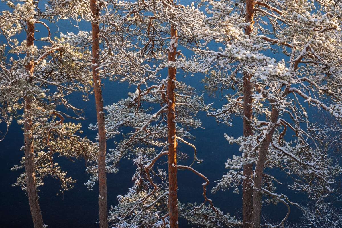 Nuuksio National Park in winter. Trees after snowfall in November with frozen lake in the background. Nature near Helsinki, Finland.