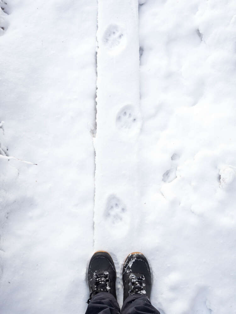 Nuuksio National Park in winter. Lynx's footprints on the trail. Finnish nature near Helsinki, Finland.