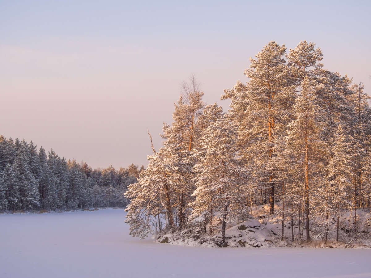 Nuuksio National Park in winter. The amazing beauty and peacefulness of a Finnish forest in January, when all the trees are covered in snow. Nature near Helsinki, Finland.