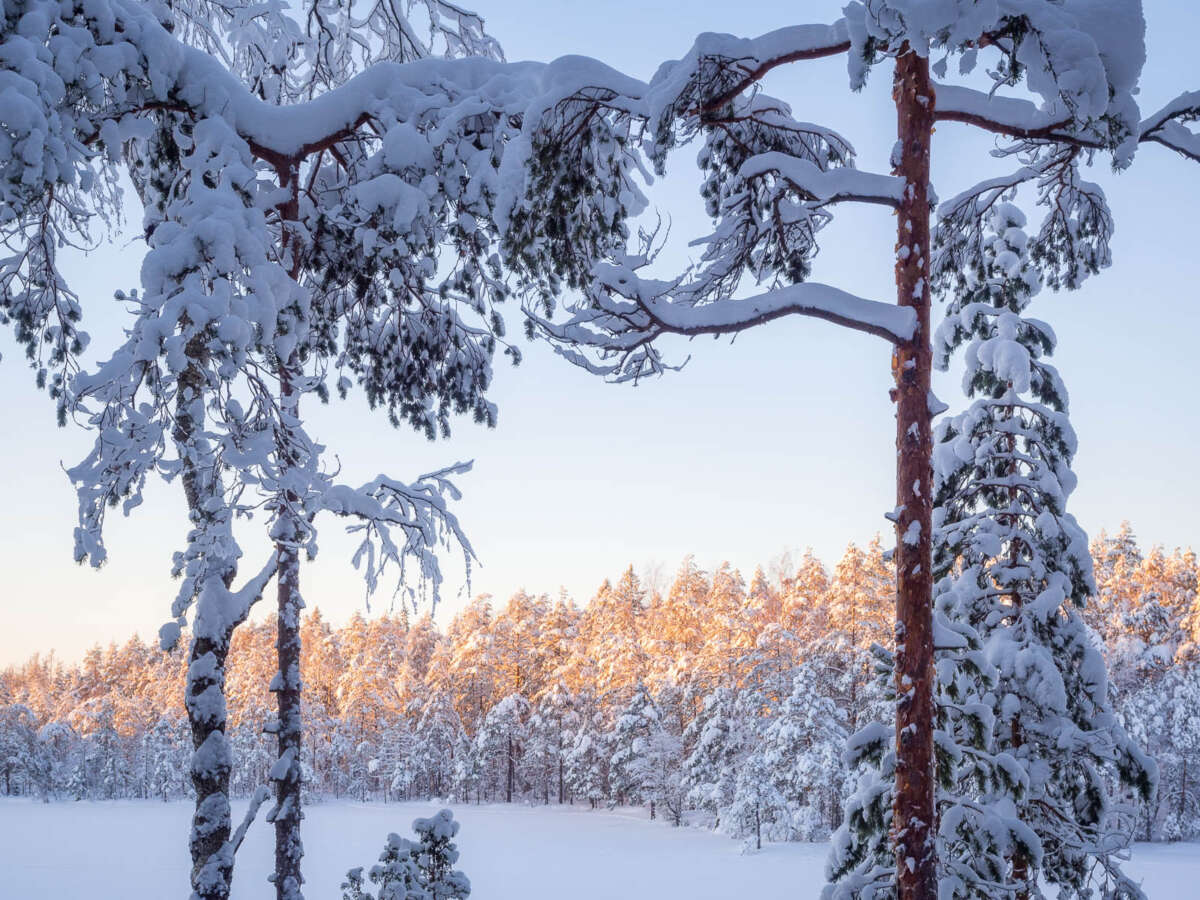 Nuuksio National Park in winter. So much snow, winter at it's best. Finnish nature near Helsinki, Finland.