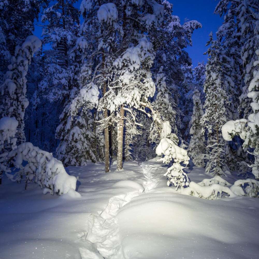 Nuuksio National Park in winter. Snowshoe trail at night with headtorch. Finnish nature near Helsinki, Finland.