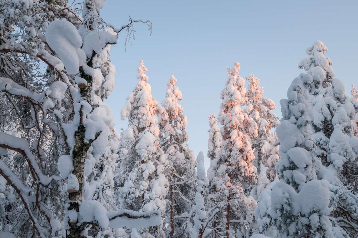 Nuuksio National Park in winter. Lots of snow and a silent forest in February. Nature near Helsinki, Finland.