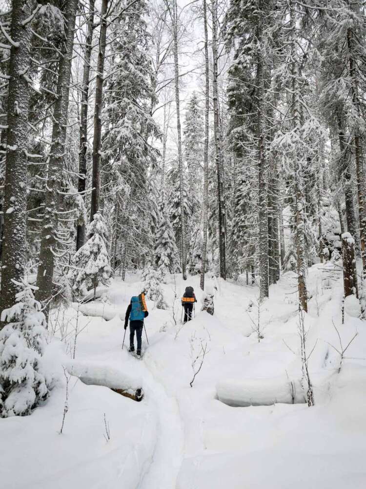 Snowshoe hikes in Helsinki