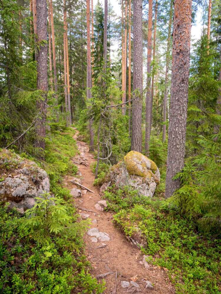 Repovesi National Park in summer, in June. Trails in the forest. Nature in Finland near Helsinki.