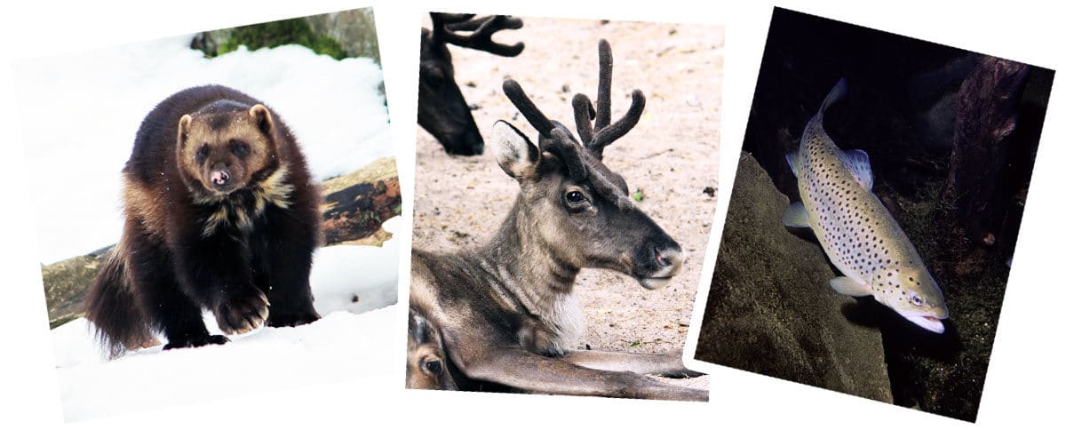 WWF Finland Wildlive animals